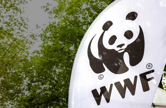 Власти Чукотки разорвали отношения с WWF, заявив что его финансируют "враги России"