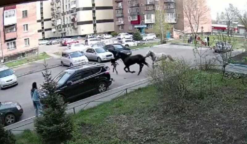 В Новокузнецке лошади убежали с пастбища и травмировали ребенка
