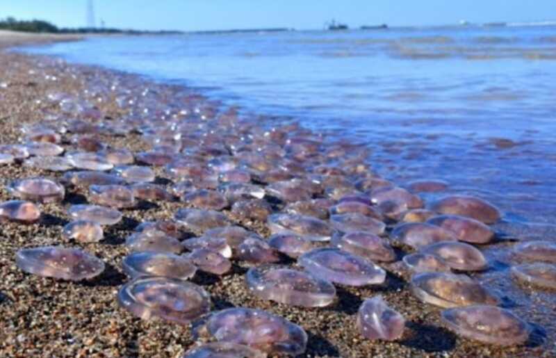 Тысячи медуз на побережье Азовского моря представляют опасность для здоровья отдыхающих